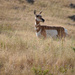 Antelope/National Bison Range by bjywamer