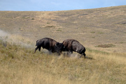 18th Aug 2020 - Bison Bulls Fighting/National Bison Range
