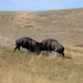 Bison Bulls Fighting/National Bison Range by bjywamer