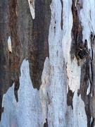 20th Aug 2020 - Abstract 13 and Word of the Month - Tree