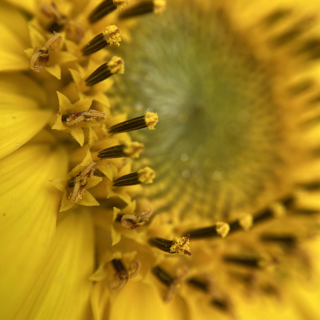 Macro my sunflower  by mollw