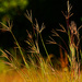yellow bluestem grass by rminer