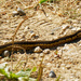 two-striped garter snake by rminer