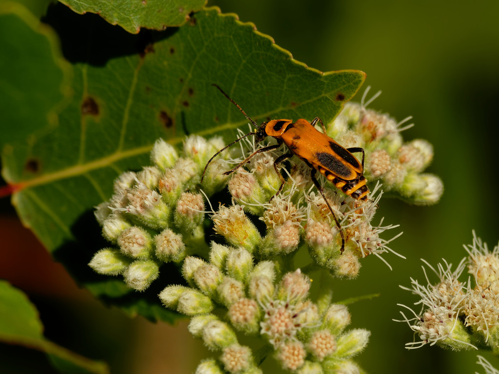 goldenrod soldier beetle  by rminer