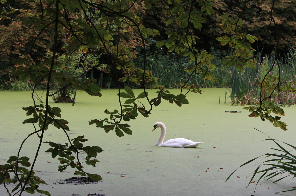 Serene swan by busylady