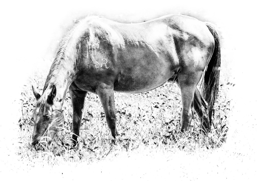 Horse in High Key by marylandgirl58
