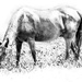 Horse in High Key by marylandgirl58