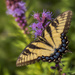 Eastern Swallowtail by kvphoto
