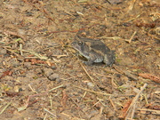 19th Aug 2020 - Toad