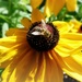 Leafcutter bee. by judithdeacon