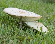 19th Aug 2020 - LHG-0865Pancake -mushrooms