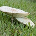LHG-0865Pancake -mushrooms by rontu