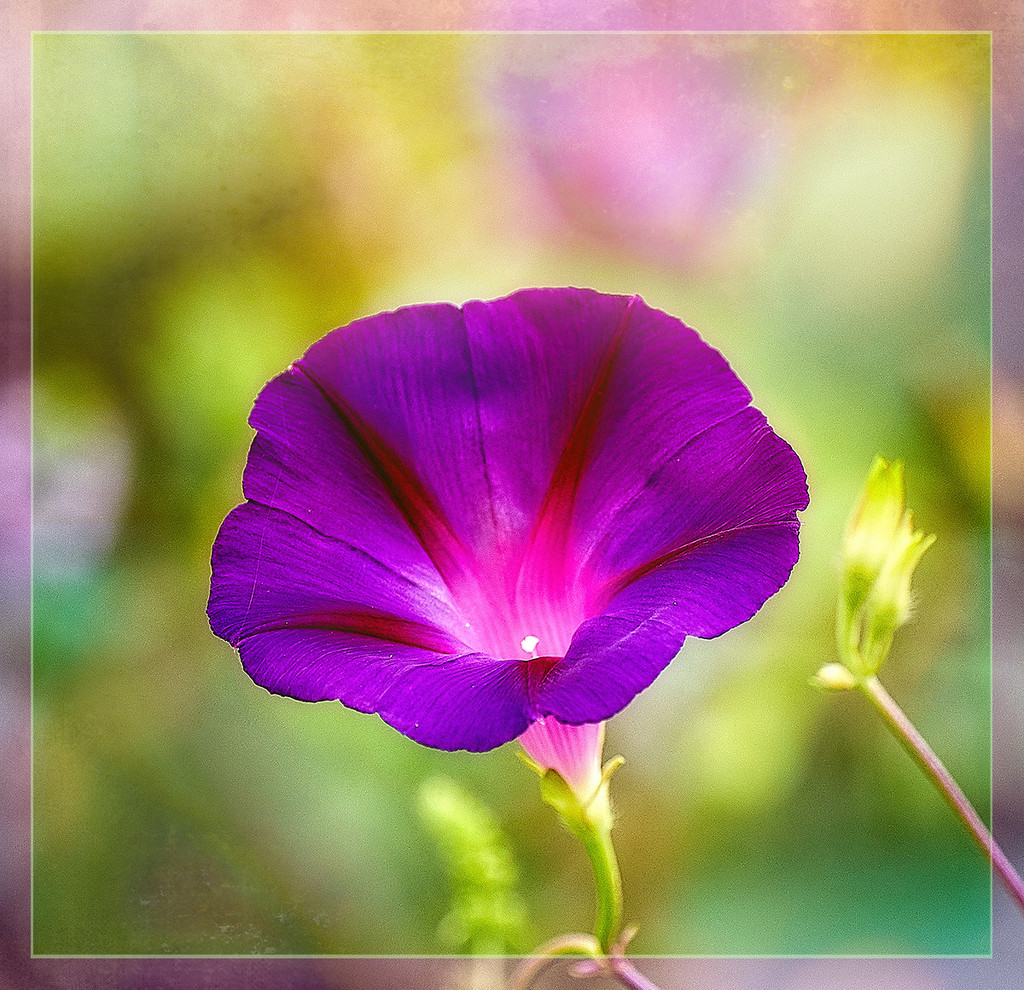 Purple Morning Glory by gardencat