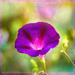 Purple Morning Glory by gardencat