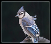 19th Aug 2020 - Another Bluejay