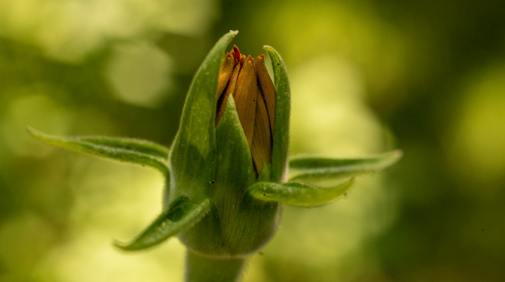 Flower Bud Up Close! by rickster549