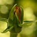 Flower Bud Up Close! by rickster549