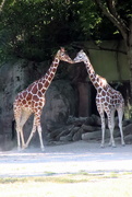 17th Aug 2020 - Giraffe Kiss???