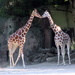 Giraffe Kiss??? by randy23