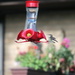 Baby Hummingbird by randy23