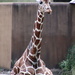 Resting Giraffe by randy23