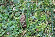 19th Aug 2020 - Fowler's toad 1