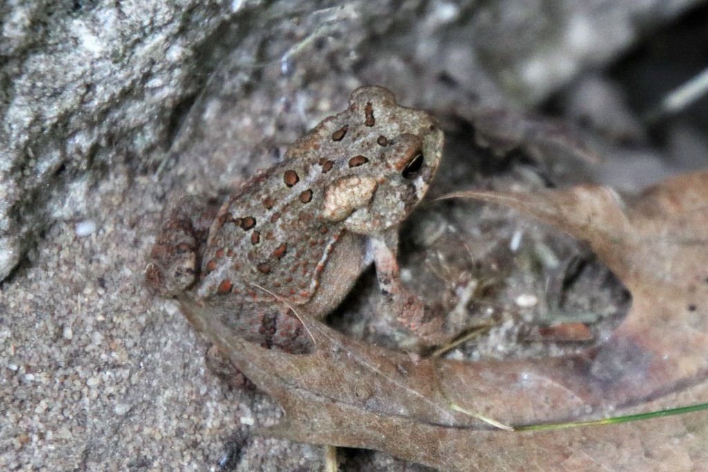 Fowler's toad 2 by edorreandresen