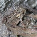 Fowler's toad 2 by edorreandresen