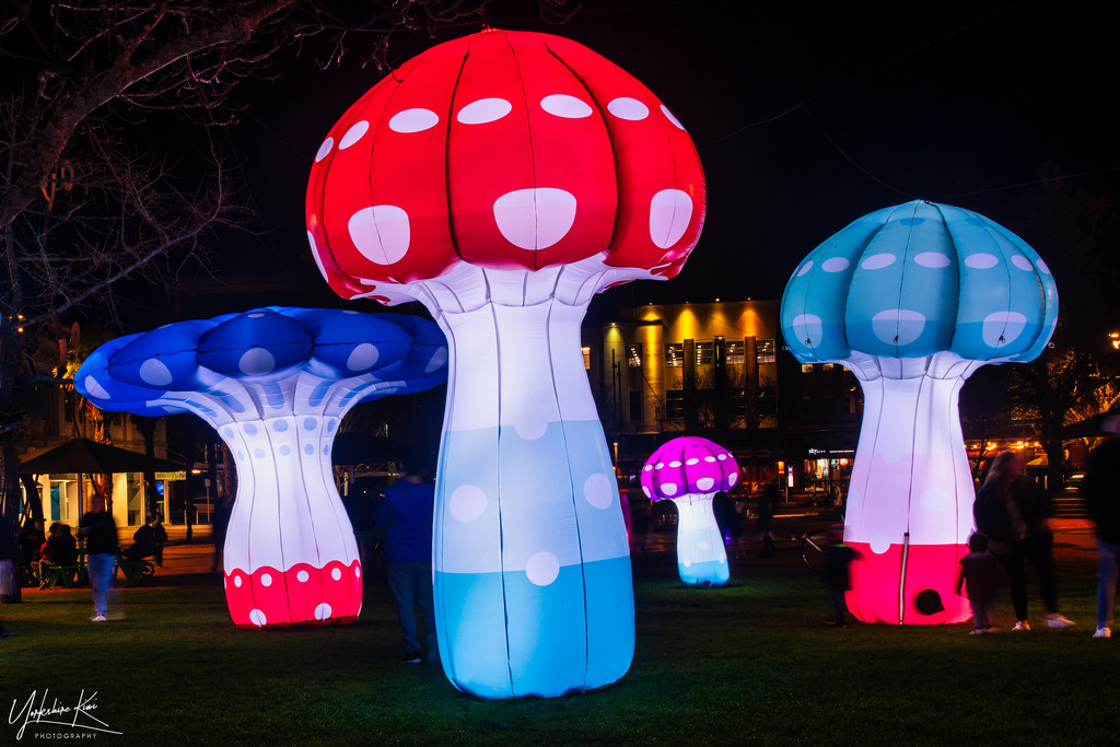 Glow in the dark Mushrooms by yorkshirekiwi