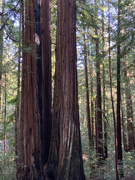 19th Aug 2020 - Armstrong Redwoods State Natural Reserve, CA