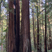 Armstrong Redwoods State Natural Reserve, CA by shookchung