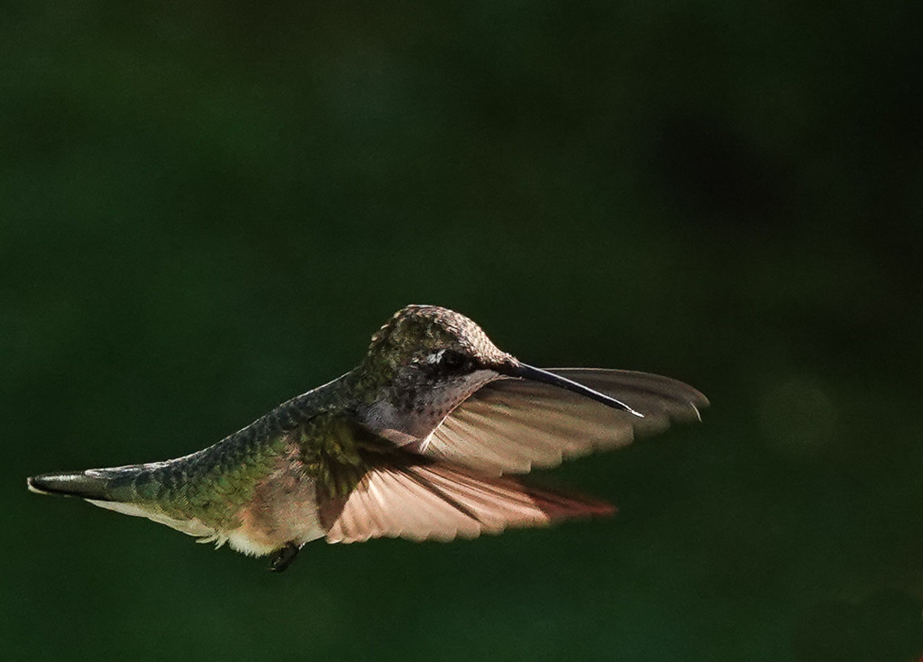 Female Hummingbird coming in for a landing! by radiogirl