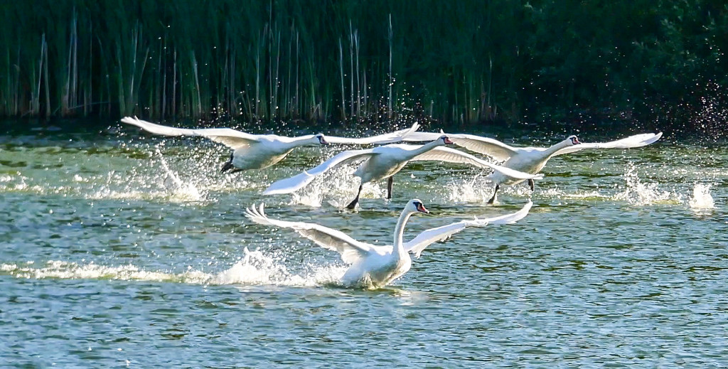 Take Off At Swan Lake. by tonygig