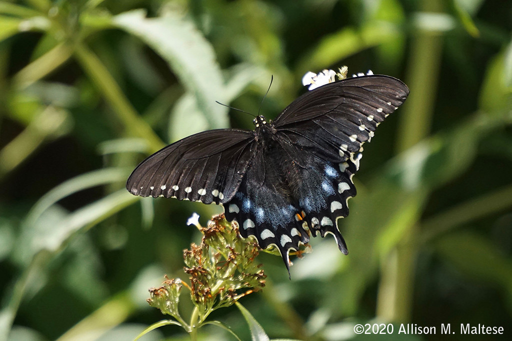 Spicebush Swallowtail by falcon11