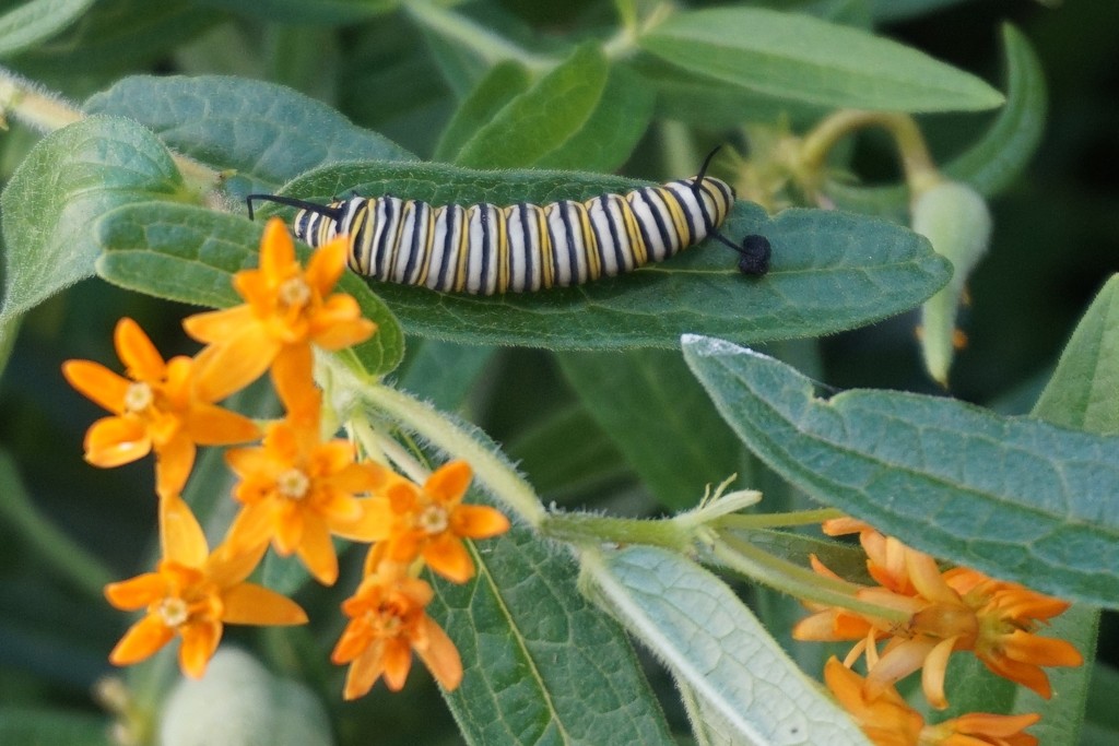 Finally, a monarch caterpillar by tunia
