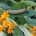 Finally, a monarch caterpillar by tunia