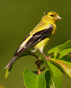 20th Aug 2020 - american goldfinch 