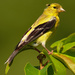 american goldfinch  by rminer