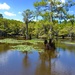 A Bald Cypress in Caddo Lake by louannwarren