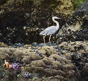 20th Aug 2020 - Blue Heron  Strolling On the Barnacles 