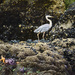 Blue Heron  Strolling On the Barnacles  by jgpittenger