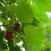 Grapes in Backyard by sfeldphotos