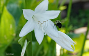 20th Aug 2020 - Bumble bee departing for the next flower
