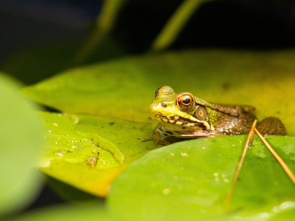 Frog by Frogger by tdaug80