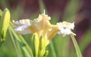 20th Aug 2020 - Whipped Cream Daylily