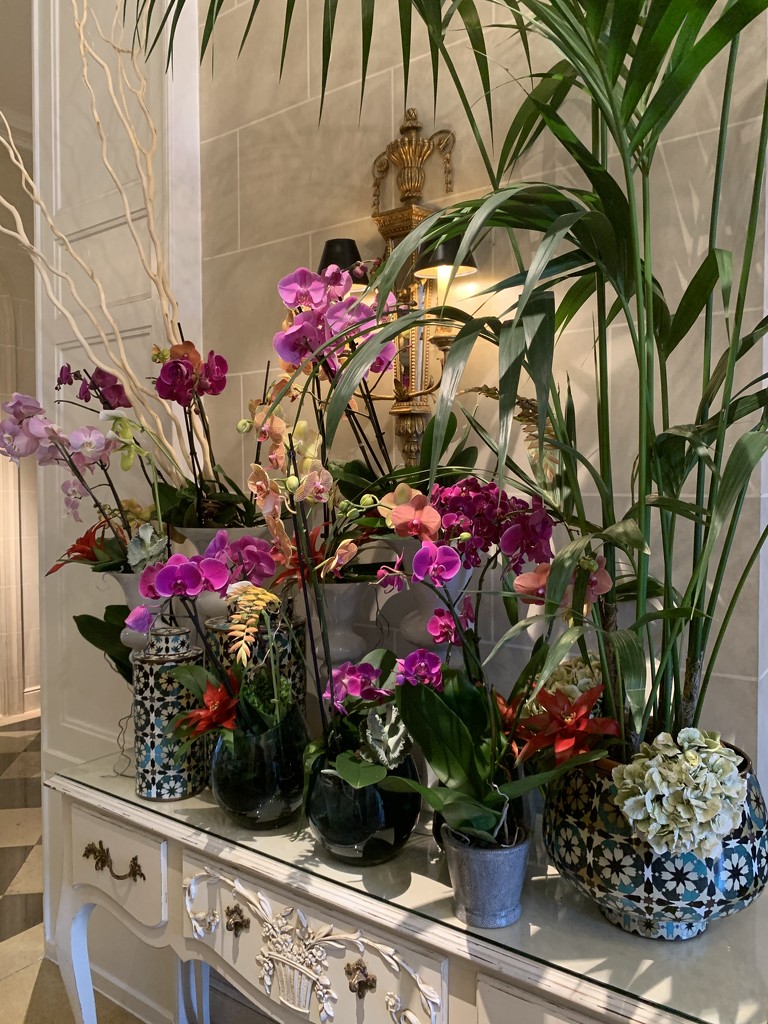 Orchids display.  by cocobella