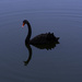 Swan by sugarmuser
