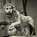Worried Lion  -  Throwback Thursday by gardencat