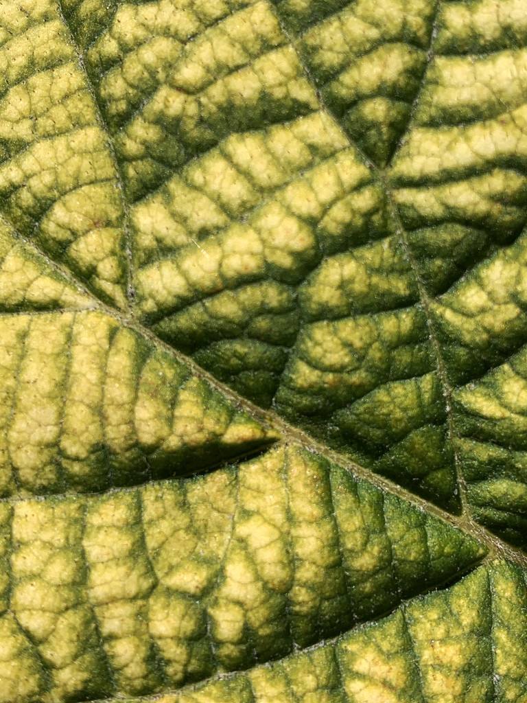 Close-up of grape leaf by shookchung