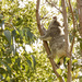 as easy as ... by koalagardens